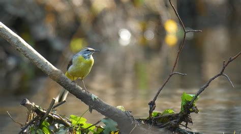 wat is fenolijn|Vroege Vogels